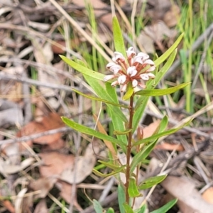 Grevillea sphacelata at Hill Top - 20 Nov 2023 12:39 PM