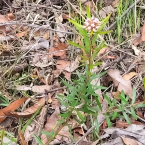 Grevillea sphacelata at Hill Top - 20 Nov 2023 12:39 PM