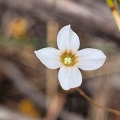 Mitrasacme polymorpha (Varied Mitrewort) at Bargo River State Conservation Area - 20 Nov 2023 by trevorpreston