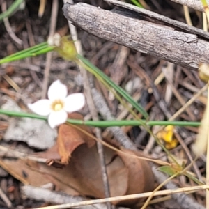 Mitrasacme polymorpha at Wingecarribee Local Government Area - 20 Nov 2023 12:39 PM