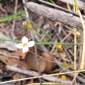 Mitrasacme polymorpha at Wingecarribee Local Government Area - 20 Nov 2023 12:39 PM