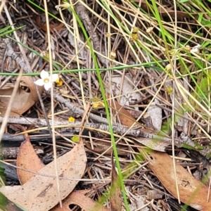 Mitrasacme polymorpha at Wingecarribee Local Government Area - 20 Nov 2023