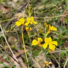 Goodenia bellidifolia subsp. bellidifolia (Daisy Goodenia) at Hill Top, NSW - 20 Nov 2023 by trevorpreston