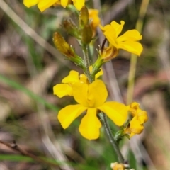 Goodenia bellidifolia subsp. bellidifolia at Wingecarribee Local Government Area - 20 Nov 2023 12:38 PM