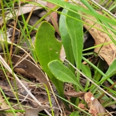 Goodenia bellidifolia subsp. bellidifolia at Wingecarribee Local Government Area - 20 Nov 2023