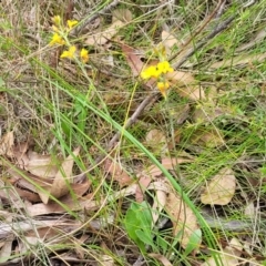 Goodenia bellidifolia subsp. bellidifolia at Wingecarribee Local Government Area - 20 Nov 2023 12:38 PM