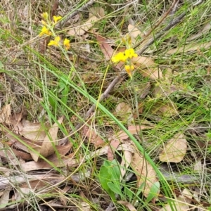 Goodenia bellidifolia subsp. bellidifolia at Wingecarribee Local Government Area - 20 Nov 2023 12:38 PM