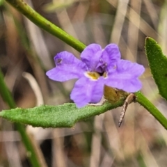 Dampiera stricta (Blue Dampiera) at Bargo River State Conservation Area - 20 Nov 2023 by trevorpreston