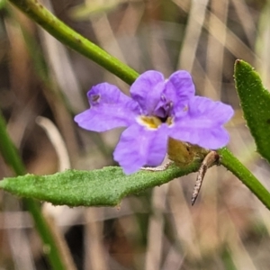 Dampiera stricta at Wingecarribee Local Government Area - 20 Nov 2023 12:37 PM