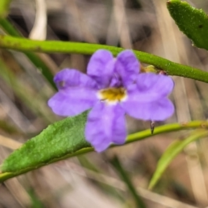 Dampiera stricta at Wingecarribee Local Government Area - 20 Nov 2023