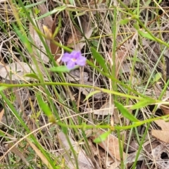 Dampiera stricta at Wingecarribee Local Government Area - 20 Nov 2023