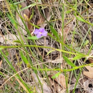 Dampiera stricta at Wingecarribee Local Government Area - 20 Nov 2023 12:37 PM