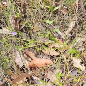 Dampiera stricta at Wingecarribee Local Government Area - 20 Nov 2023