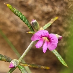 Mirbelia rubiifolia (Heathy Mirbelia) at Hill Top, NSW - 20 Nov 2023 by trevorpreston