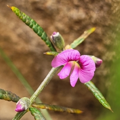 Mirbelia rubiifolia (Heathy Mirbelia) at Bargo River State Conservation Area - 20 Nov 2023 by trevorpreston