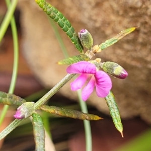 Mirbelia rubiifolia at Hill Top - 20 Nov 2023