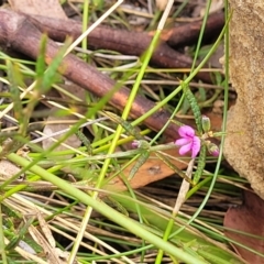 Mirbelia rubiifolia at Hill Top - 20 Nov 2023