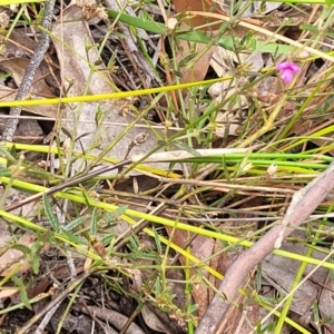 Mirbelia rubiifolia at Hill Top - 20 Nov 2023