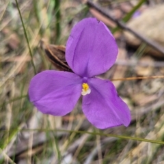 Patersonia sericea (Silky Purple-flag) at Hill Top, NSW - 20 Nov 2023 by trevorpreston