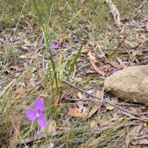 Patersonia sericea at Hill Top - 20 Nov 2023 12:36 PM