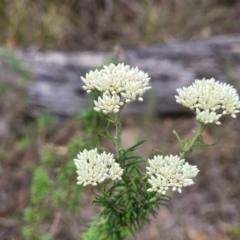 Cassinia aculeata subsp. aculeata (Dolly Bush, Common Cassinia, Dogwood) at Hill Top - 20 Nov 2023 by trevorpreston