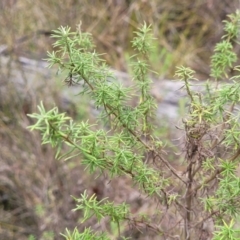 Cassinia aculeata subsp. aculeata at Hill Top - 20 Nov 2023 12:35 PM