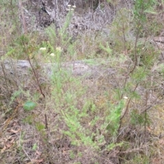 Cassinia aculeata subsp. aculeata at Hill Top - 20 Nov 2023 12:35 PM