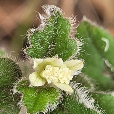 Xanthosia pilosa (Woolly Xanthosia) at Bargo River State Conservation Area - 20 Nov 2023 by trevorpreston