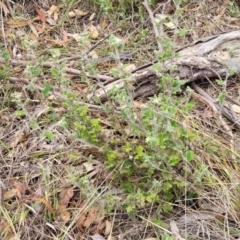 Xanthosia pilosa at Hill Top - 20 Nov 2023 12:34 PM