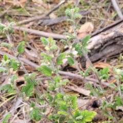 Xanthosia pilosa at Hill Top - 20 Nov 2023