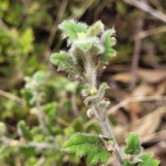 Xanthosia pilosa at Hill Top - 20 Nov 2023 12:34 PM