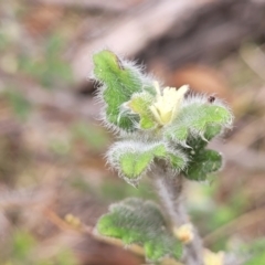 Xanthosia pilosa at Hill Top - 20 Nov 2023 12:34 PM