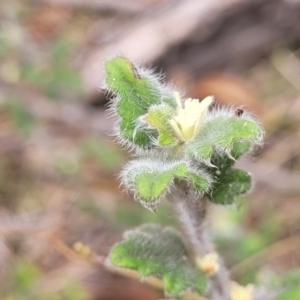 Xanthosia pilosa at Hill Top - 20 Nov 2023