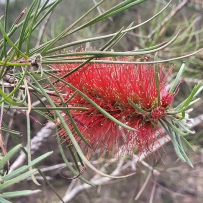 Melaleuca linearis (Narrow-leaved Bottlebrush) at Hill Top, NSW - 20 Nov 2023 by trevorpreston