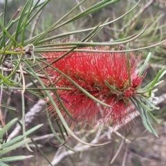 Callistemon linearis (Narrow-leaved Bottlebrush) at Hill Top, NSW - 20 Nov 2023 by trevorpreston