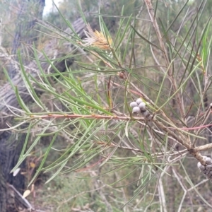 Melaleuca linearis at Hill Top - 20 Nov 2023