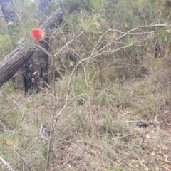 Melaleuca linearis at Hill Top - 20 Nov 2023 12:33 PM