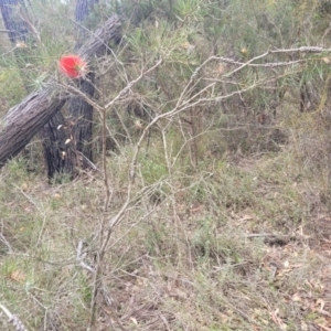 Melaleuca linearis at Hill Top - 20 Nov 2023 12:33 PM