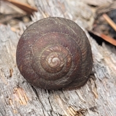 Sauroconcha sheai (Woronora Woodland Snail) at Balmoral, NSW - 20 Nov 2023 by trevorpreston
