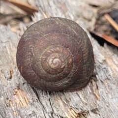 Sauroconcha sheai (Woronora Woodland Snail) at Balmoral - 20 Nov 2023 by trevorpreston