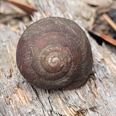Sauroconcha sheai (Woronora Woodland Snail) at Balmoral - 20 Nov 2023 by trevorpreston