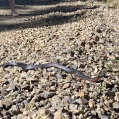 Pseudechis porphyriacus (Red-bellied Black Snake) at Brindabella, NSW - 19 Nov 2023 by PeterCaley