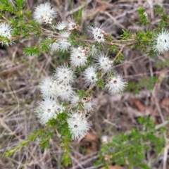 Kunzea ambigua (White Kunzea) at Balmoral, NSW - 20 Nov 2023 by trevorpreston