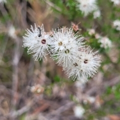 Kunzea ambigua at Balmoral - 20 Nov 2023