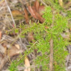 Kunzea ambigua at Balmoral - 20 Nov 2023