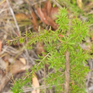 Kunzea ambigua at Balmoral - 20 Nov 2023