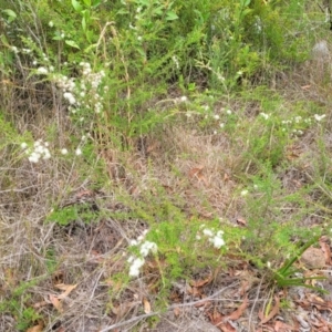 Kunzea ambigua at Balmoral - 20 Nov 2023