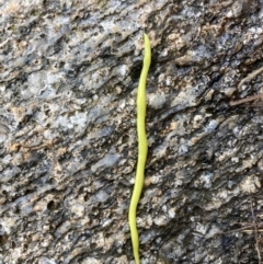 Artioposthia howitti (Howitt's planarian) at Cotter River, ACT - 5 Nov 2023 by PeterCaley