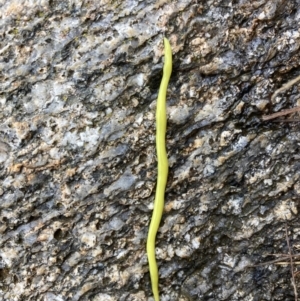 Artioposthia howitti at Namadgi National Park - 5 Nov 2023