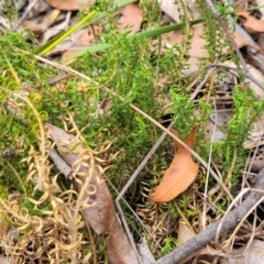 Lomandra obliqua at Wingecarribee Local Government Area - 20 Nov 2023